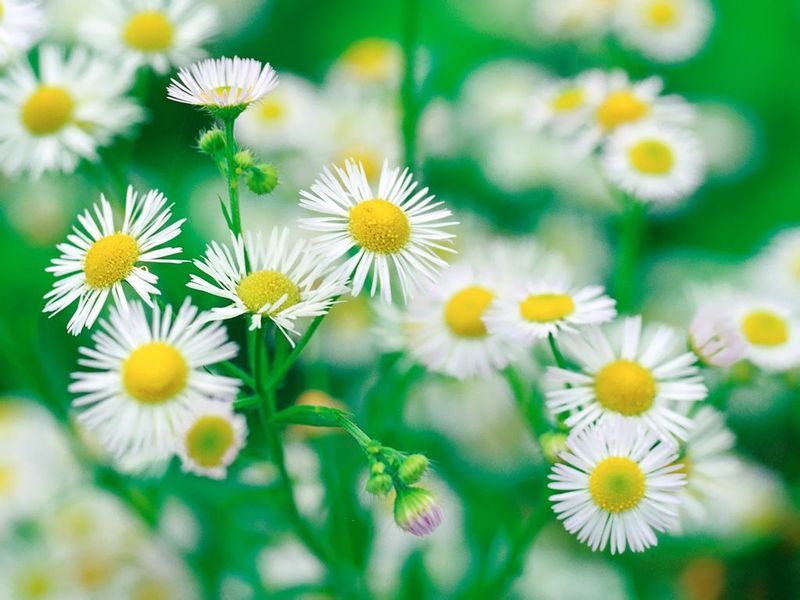 风水上家里养什么花好